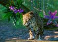 《動物園之星》即將迎來南美洲的 5 隻新動物